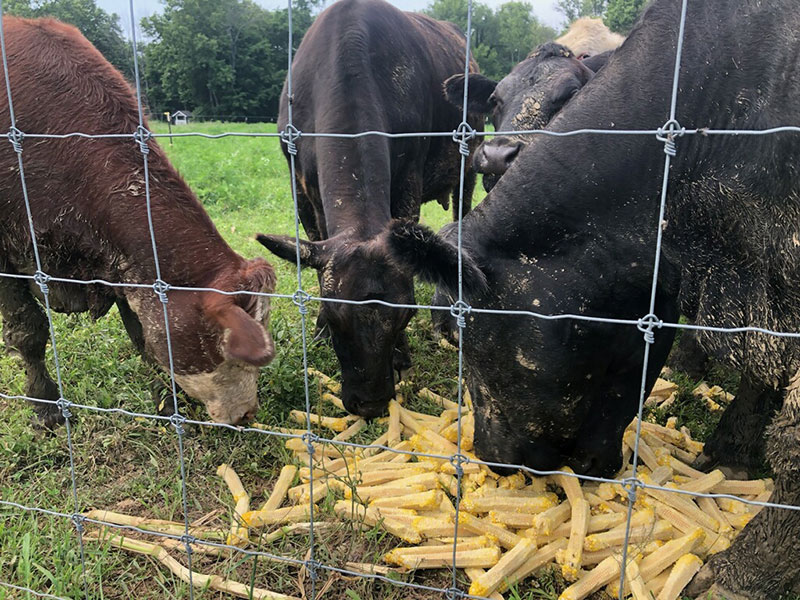 three cows eating corn cobs
