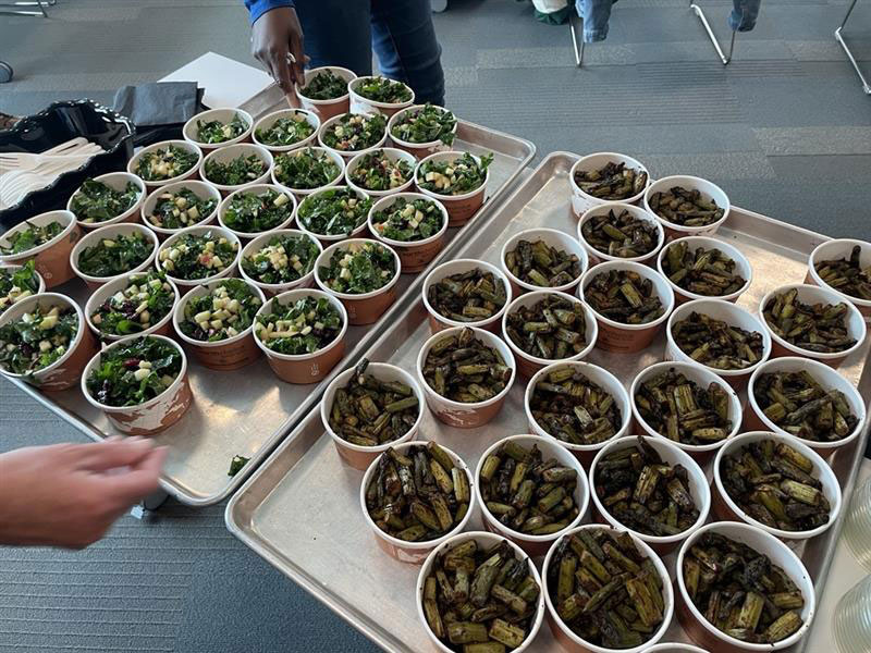 Two trays of seedling in cups