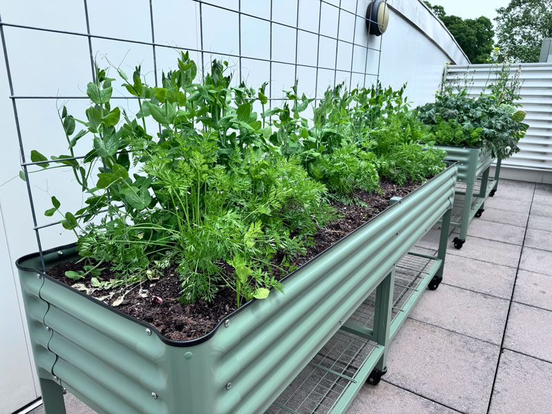 vegetables growing in raised beds