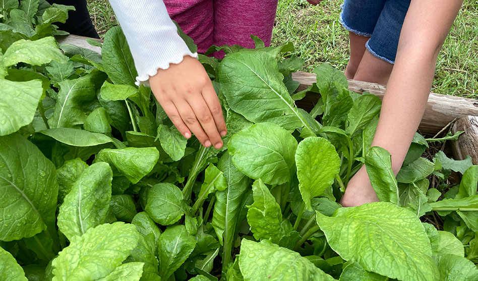 Farm Stops y ensaladas de celebración: estudiantes, agricultores y la comunidad colaboran para crear un sistema de alimentación escolar sólido en el sureste de Indiana